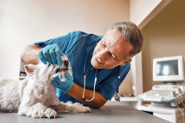 Best Emergency Dental Care for Abscessed Tooth in Richboro, PA